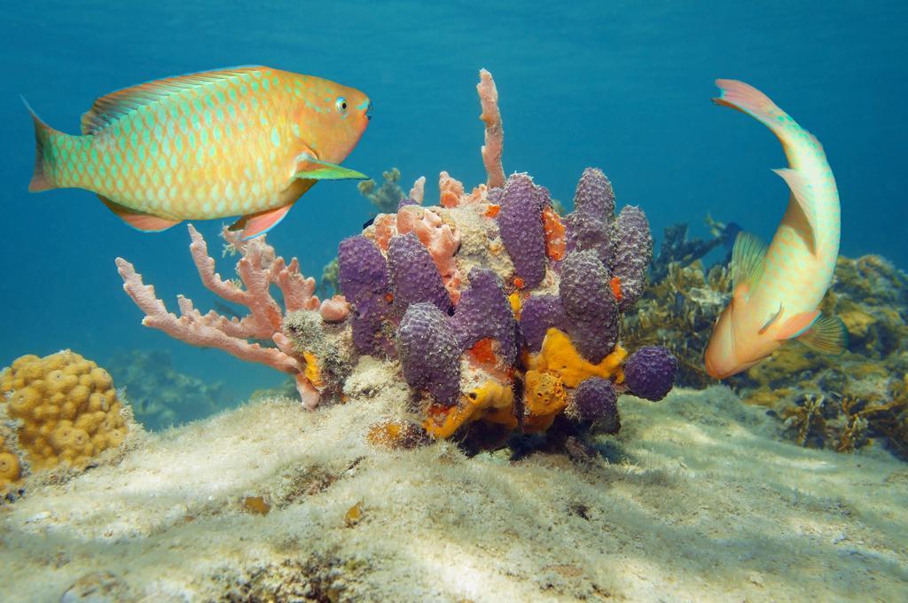 Dormio Bonaire Village Szoba fotó
