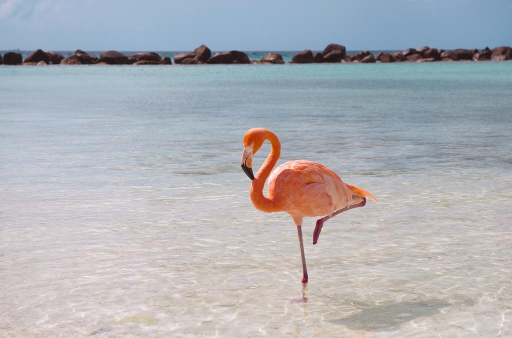 Dormio Bonaire Village Szoba fotó